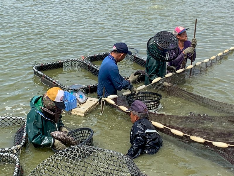 中國稱台灣石斑含禁藥&nbsp;&nbsp;漁業署：驗11場魚都合格