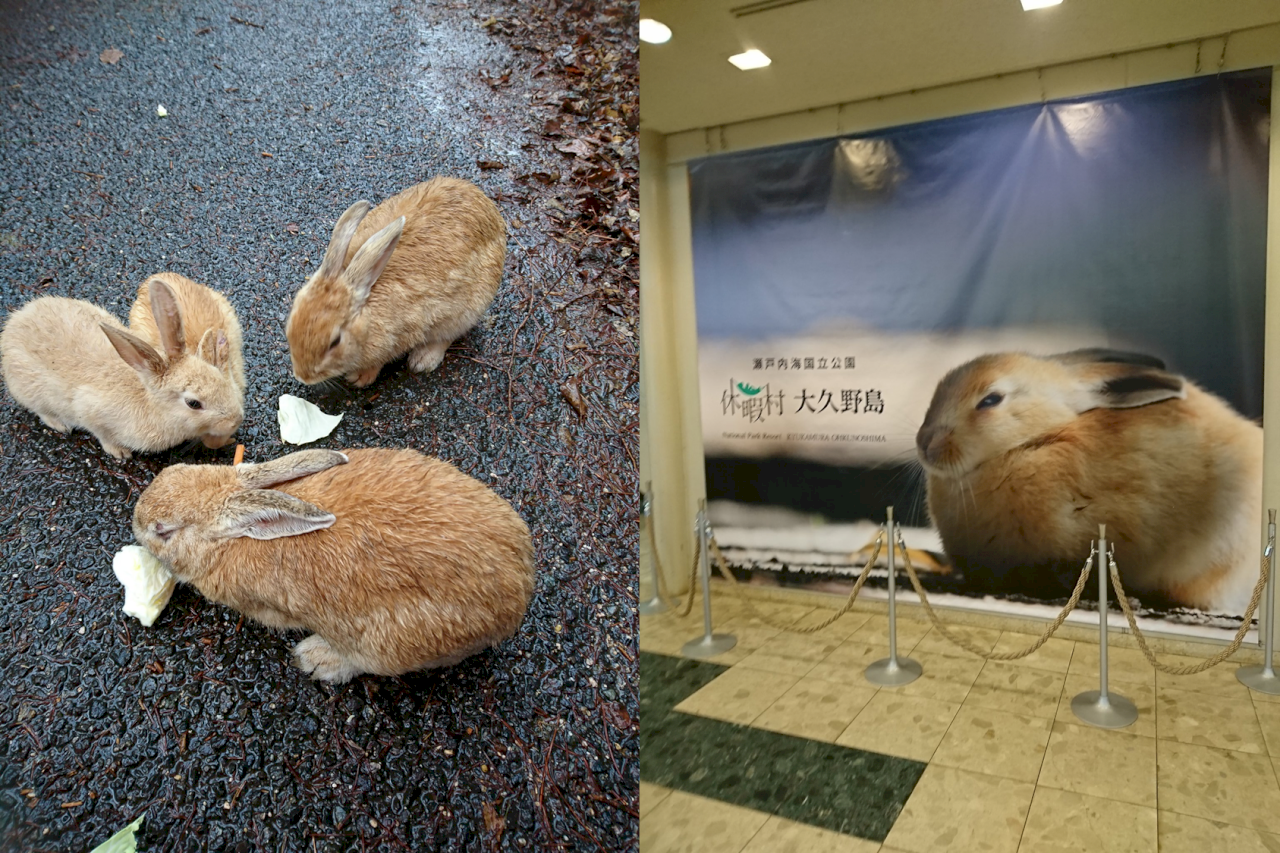 疫情下觀光客減少 日本兔島兔子面臨缺糧危機