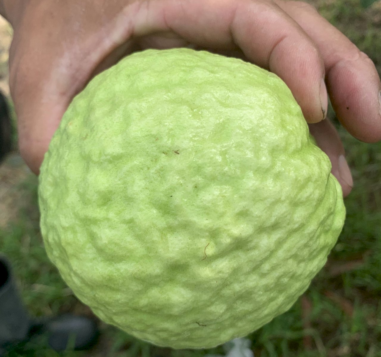 芭樂界的天后「珍翠」夏天吃番石榴不再軟化