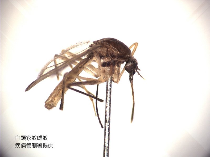 日本腦炎正值流行高峰 國內累計3例高於去年同期