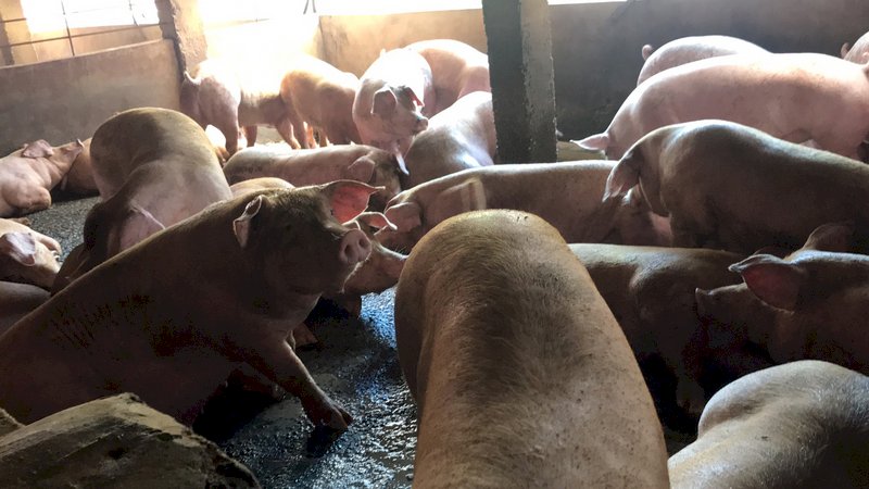 瘦肉精美豬鬆綁 雲林豬農31日將到縣府陳情