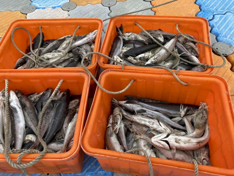 寒害！澎湖馬公箱網養殖海鱺7成凍死