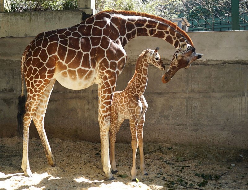 北市動物園長頸鹿寶寶取名麥芽 &nbsp;未滿月體重破百