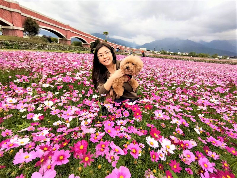 網美打卡必去景點！台東縱谷波斯菊3色花海，綻放美麗到春節後(影音)