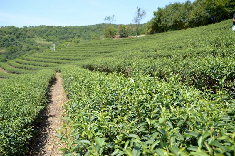 中國找茶  台商有話要說