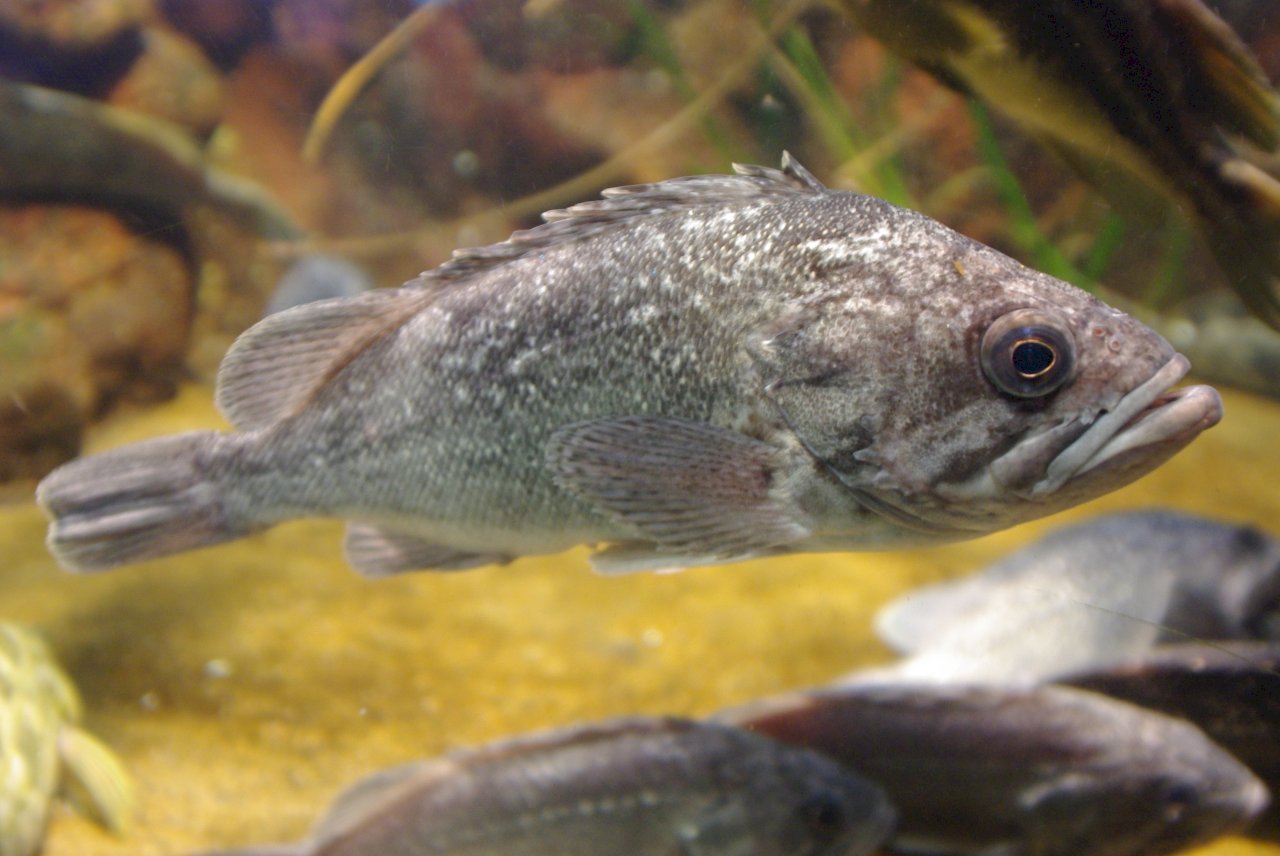 日本福島縣外海捕獲魚隻輻射超標 已禁出貨