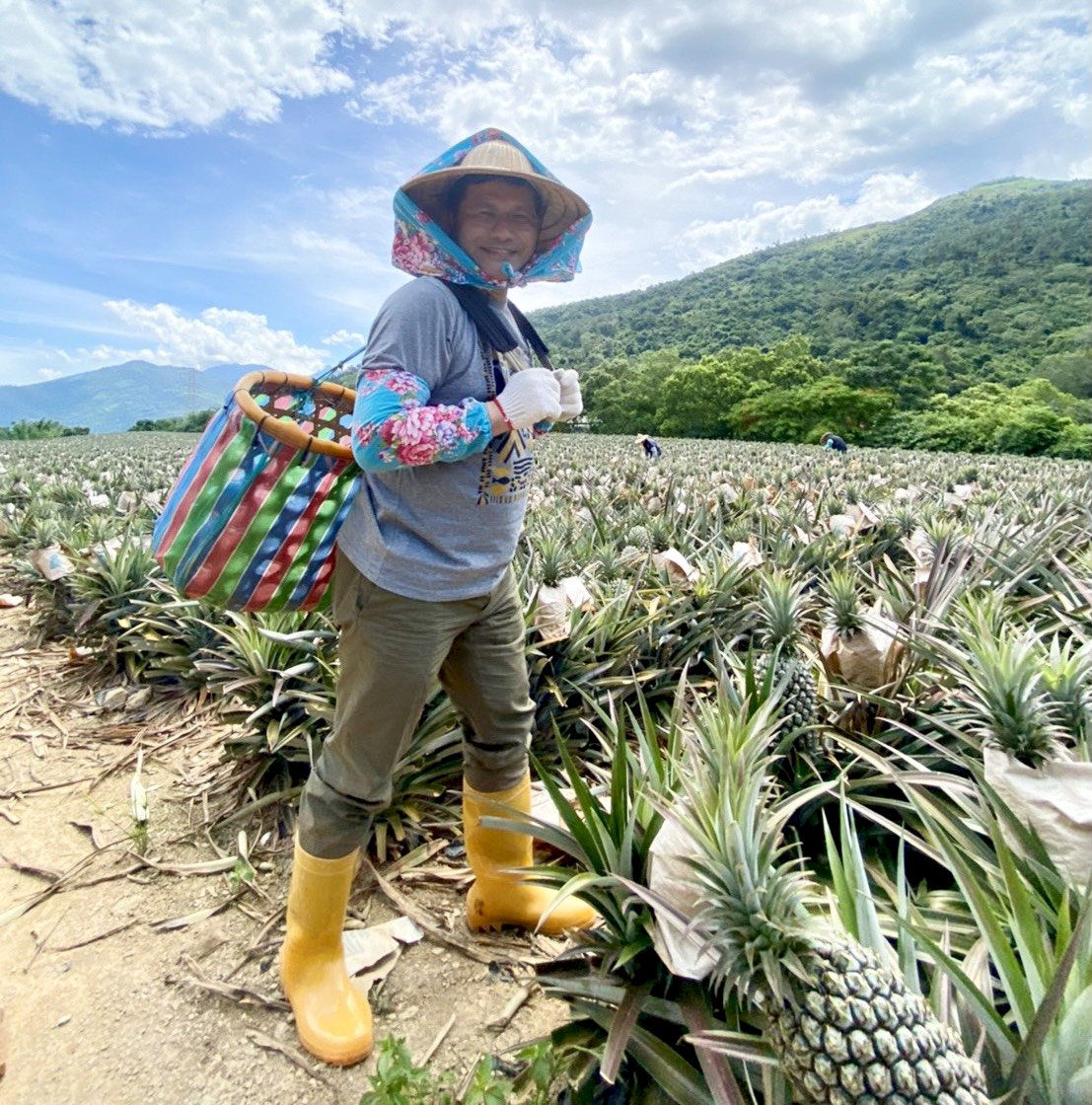 「龍鳳合體」沒禁忌 交通部認購7.6萬顆鳳梨