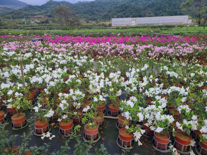 萬金杜鵑花鄉 &nbsp;10萬株陸續綻放中