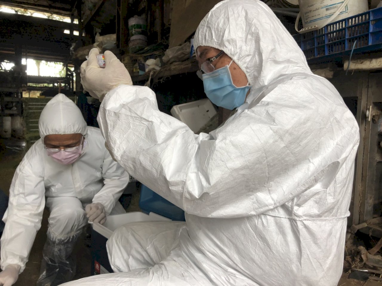 南非牛結節疹疫苗預計本週到台 施打副作用評估為短期