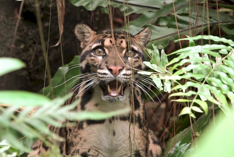 台北市立動物園休園沒遊客 &nbsp;雲豹、花豹放心蹓躂