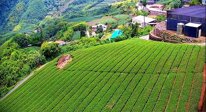 防疫在家看網路直播 &nbsp;阿里山美景盡收眼底