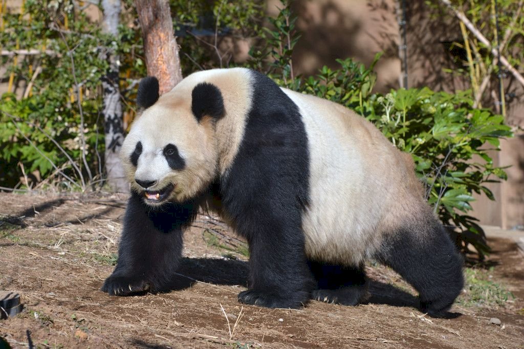 東京上野動物園兩隻貓熊高血壓 將送回中國