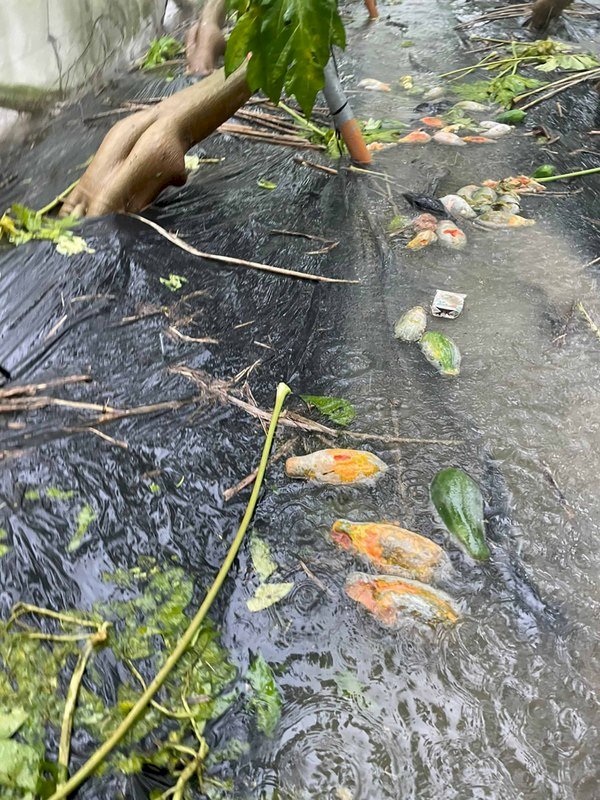 抗旱、治水僅隔月 農損破2億木瓜「去了了」 蘇揆嘆難人定勝天