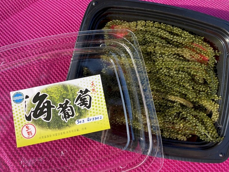 綠色魚子醬養殖成功 &nbsp;金門水試所海葡萄上市