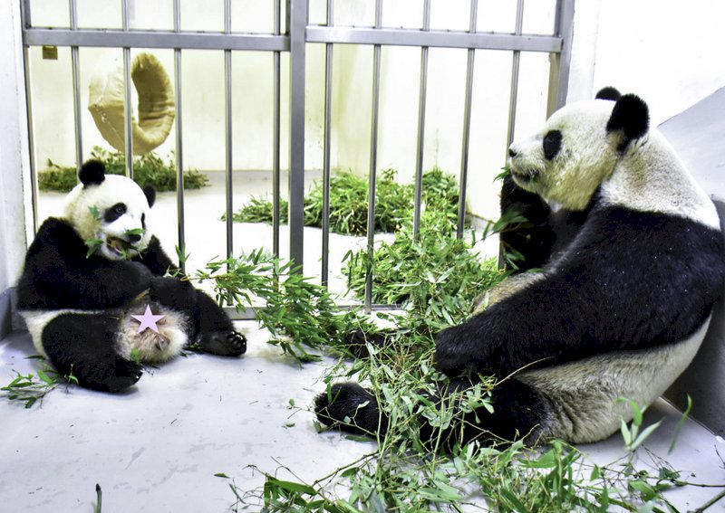 大貓熊「圓寶」食性轉換順利完成！能吃竹葉竹桿了