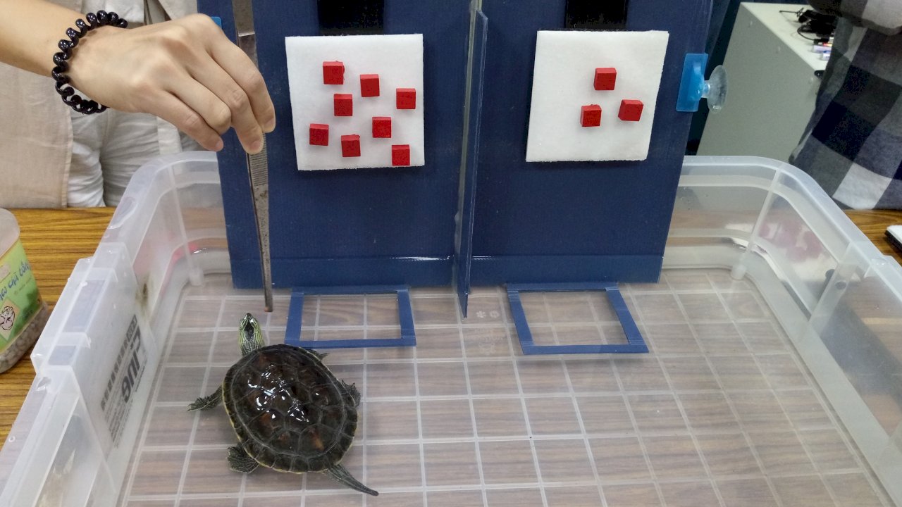 真假？烏龜會算術比大小 台師大發現全球爬行動物之最