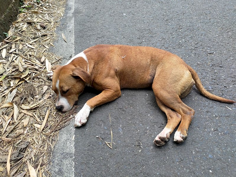 比特犬2/28前應寵物登記 北市府：逾期裁罰
