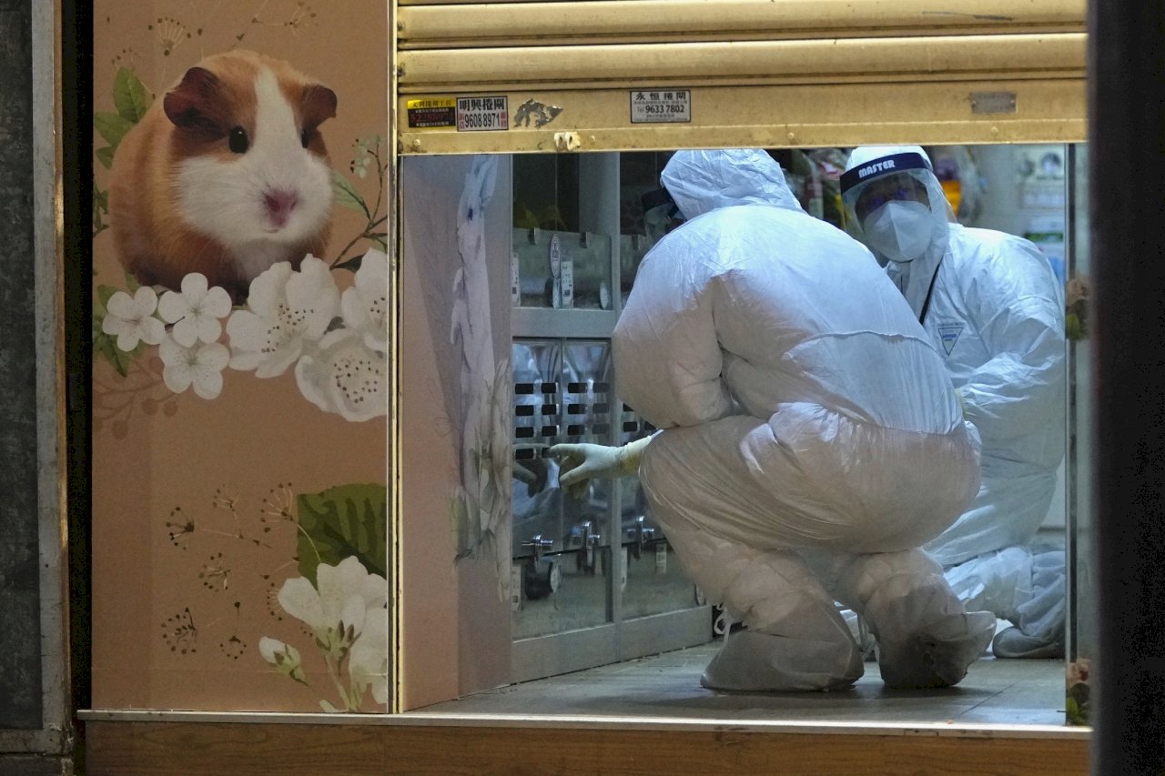 港府顧問：很高機會是染疫倉鼠傳人 相信全球首例