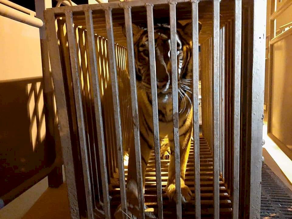 戰火無情動物也成難民 烏克蘭獅子與老虎撤抵波蘭