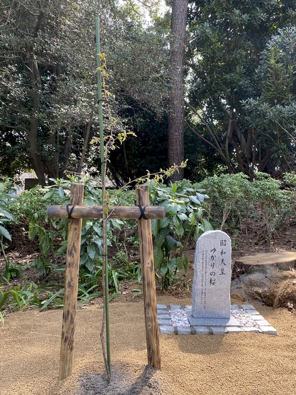 台灣櫻種於東京靖國神社 &nbsp;象徵深化台日友好羈絆