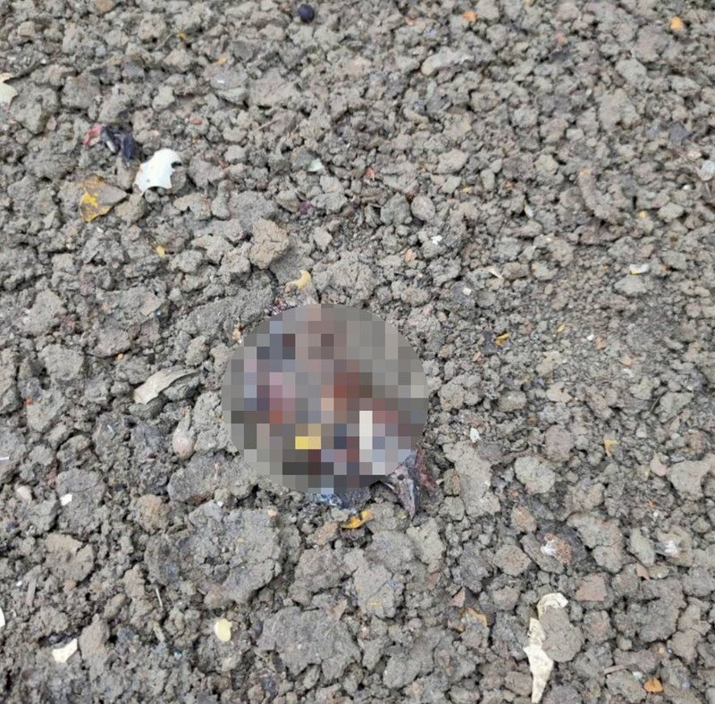 高雄燕巢1800戶停電 台電：鳥獸碰高壓跳線引燒損