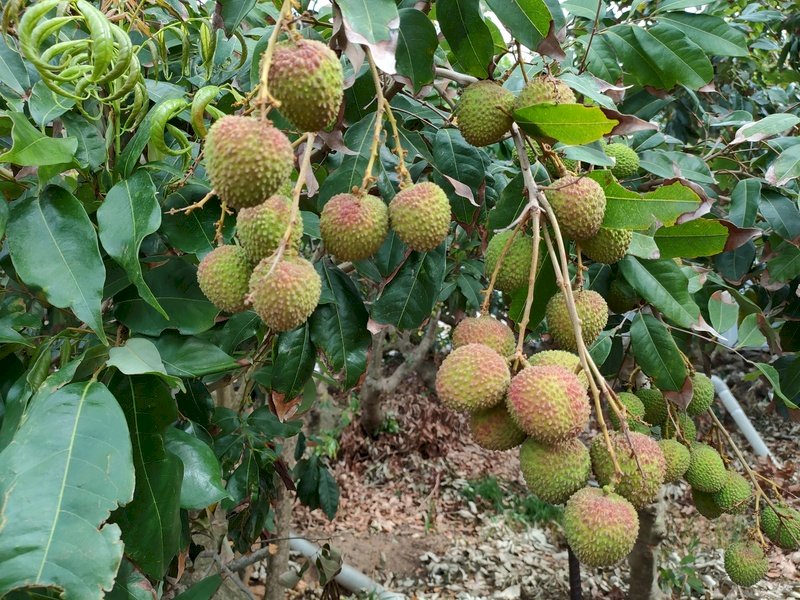 全台最早！恆春玉荷包上市  首批拍賣每公斤400元