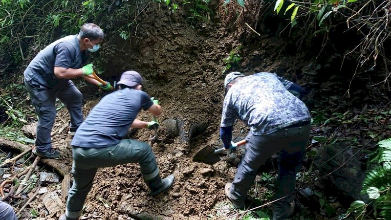 野放東卯山黑熊遇害 是否遭獵人誤擊待釐清