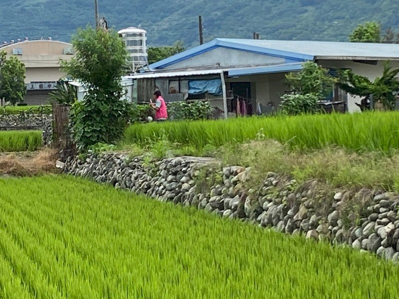 2期作水稻收入保險起跑 農金局：8月底截止