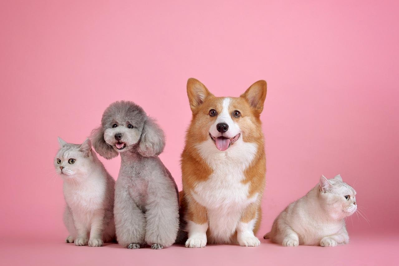 貓勝犬！全國家犬數2年增20多萬 家貓增40多萬