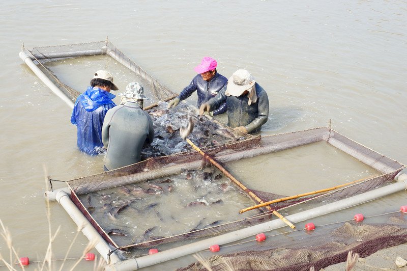 漁業署：輸中國石斑魚養殖場複驗&nbsp;無用藥不合格