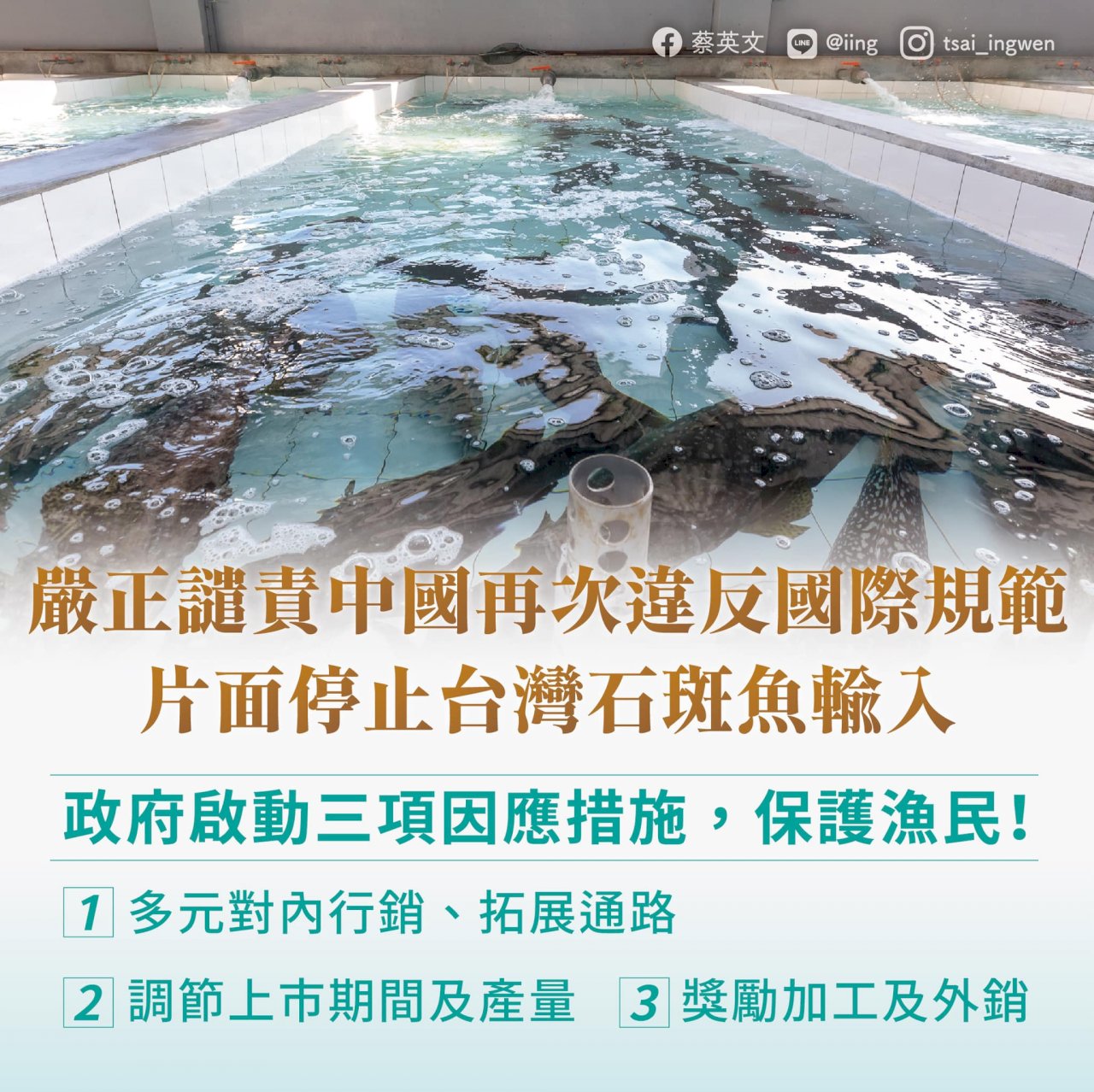 中國禁台石斑魚 &nbsp;蔡總統譴責片面傷害兩岸關係