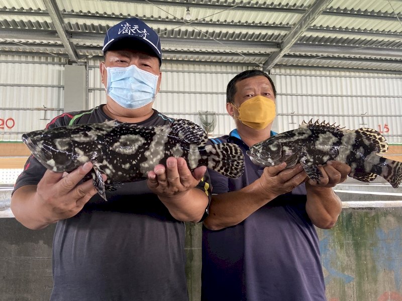 歷經8年市場談判 台灣龍虎石斑獲准輸日