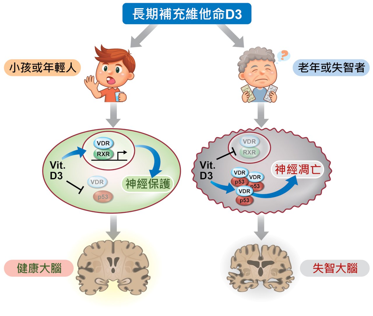 研究：老年人長期服用維生素D 反增失智症風險