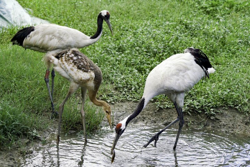 北市動物園丹頂鶴寶寶 &nbsp;命名票選9/9起跑