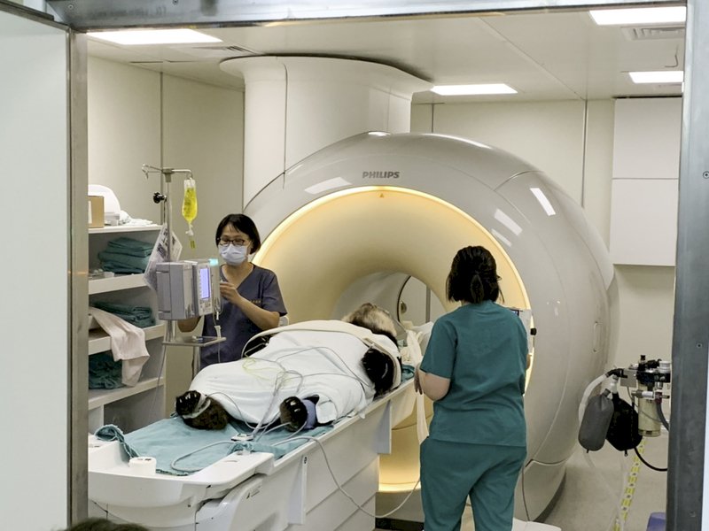 大貓熊團團活動力漸恢復  病因仍待釐清