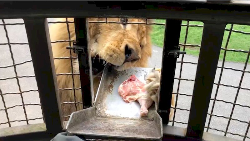 農委會函釋 陸域保育野生動物禁表演及與人互動