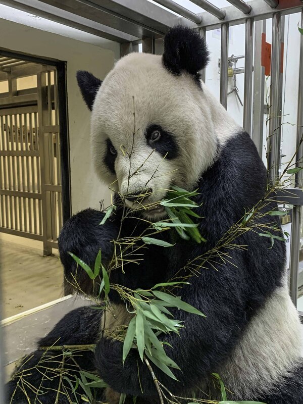 大貓熊團團食慾好轉病情趨穩 仍不適合展場見客