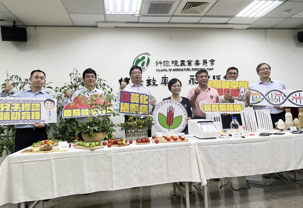 台首支中果番茄品種誕生 挑戰新藍海(影音)
