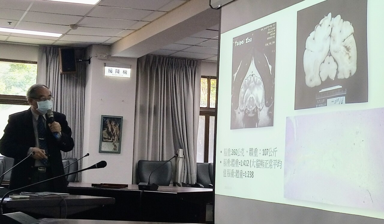 團團罹患原發性腦瘤逝 醫療團將與陸方探究病因