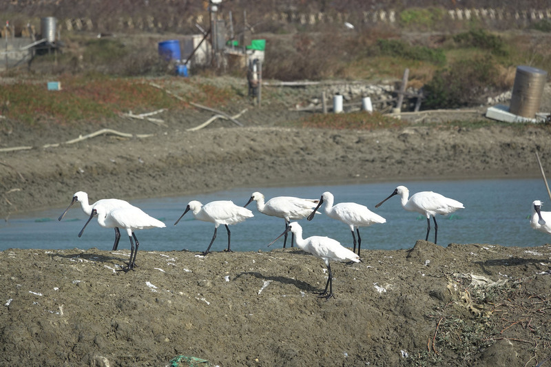 2023新年數鳥嘉年華 嘉義布袋水鳥數量冠全台