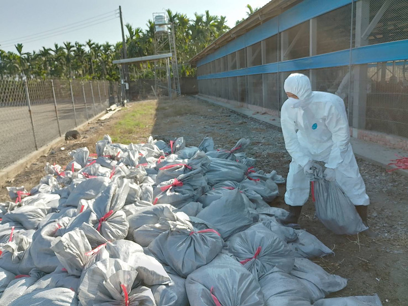 屏東土雞場確診H5N1禽流感 &nbsp;完成清消