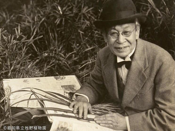 為台灣愛玉取學名 牧野富太郎故事將搬上NHK