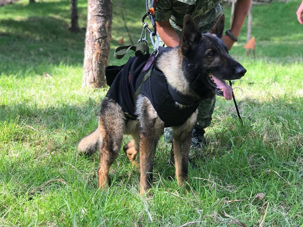 墨西哥搜救犬遠赴土耳其救災 不幸因公殉職
