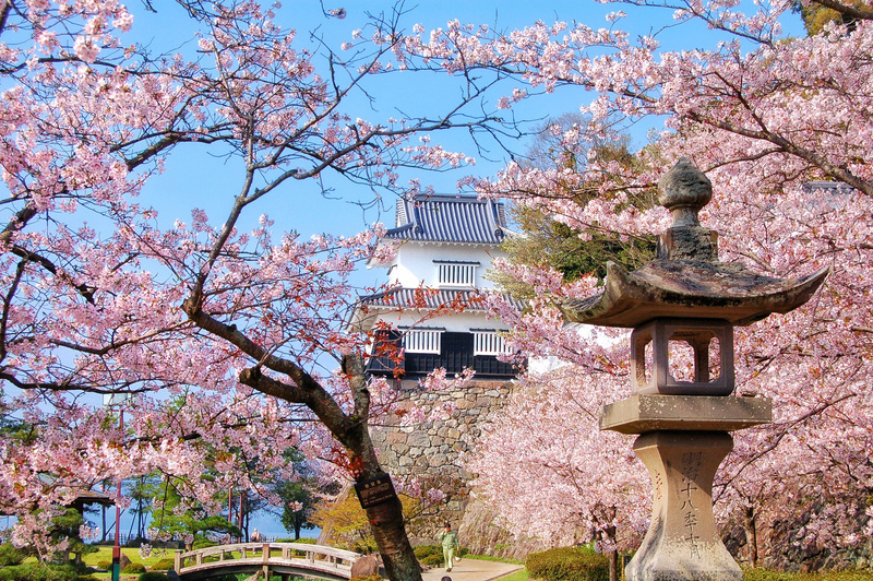 遊客湧入賞櫻 日本3月外國旅客創疫後新高