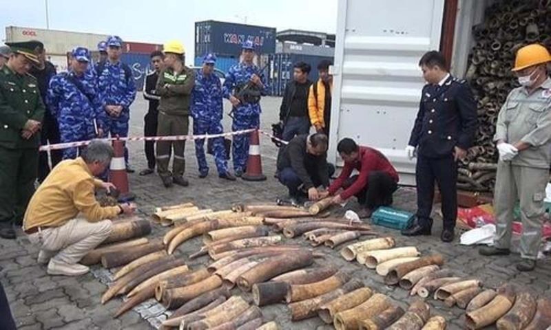 越南海防市查獲走私象牙&nbsp;重達7噸刷新紀錄