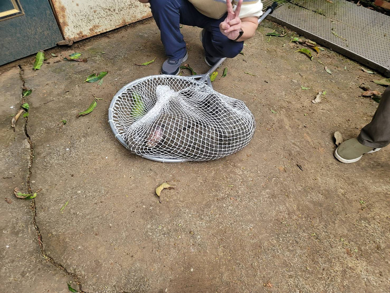 捕獲時已遭獵槍打傷 脫逃狒狒急救無效死亡