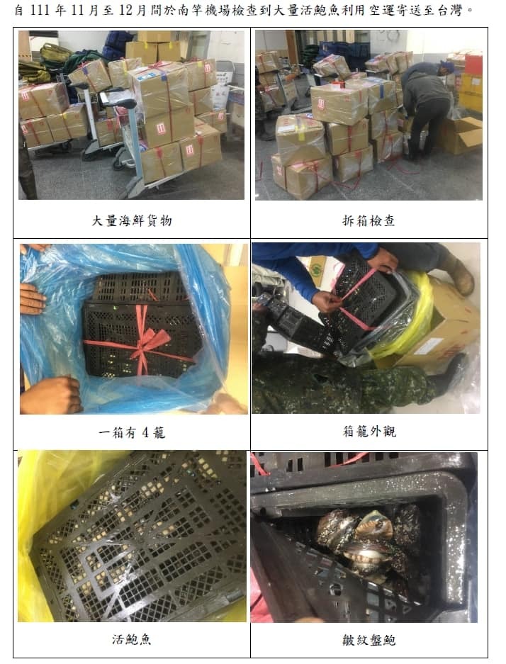 沒養鮑魚卻空運11噸到台灣  龍蝦案後馬祖再傳走私