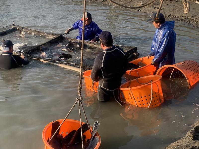 漁業署採驗1048戶石斑魚全合格 漁民：證明清白