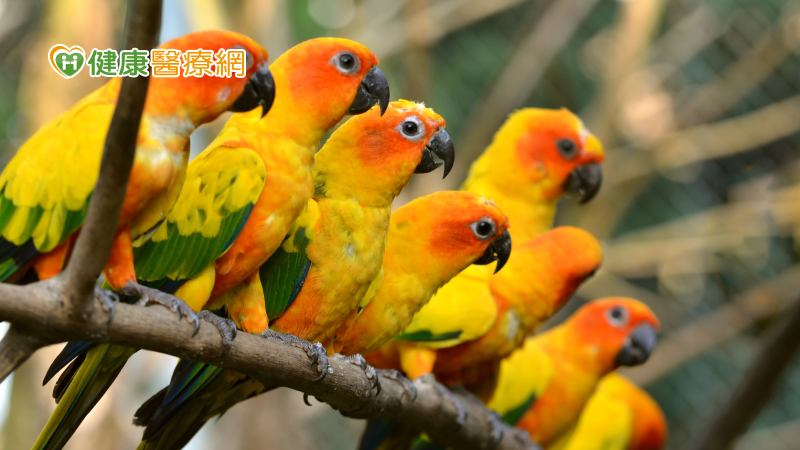 養鳥飼主注意！歐洲多國「鸚鵡熱」病例暴增 至少已有5人死亡