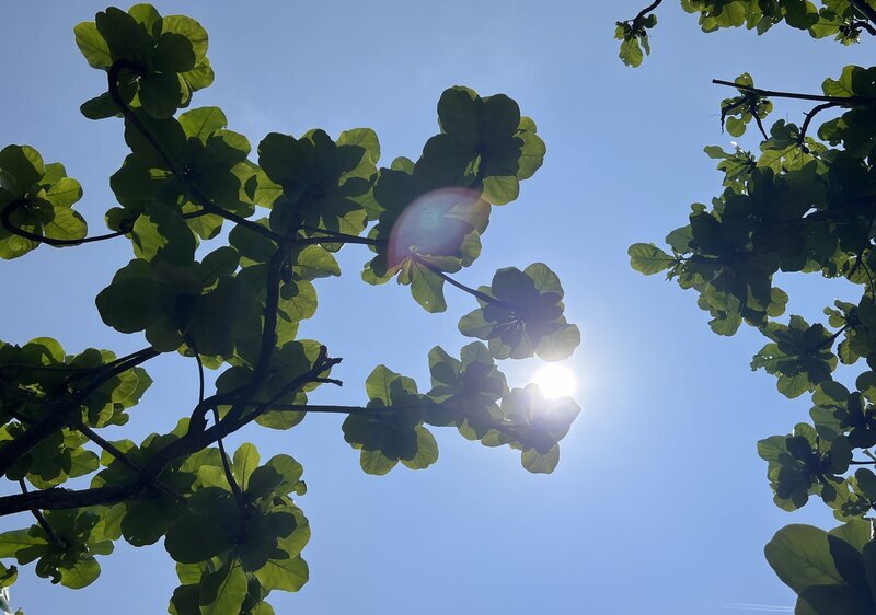 台東午後焚風再升溫 太麻里飆39.2度